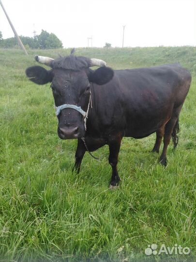 Корова. Стельная
