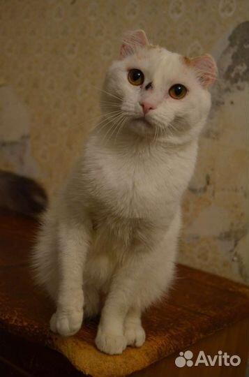 Котик Семён кастрат