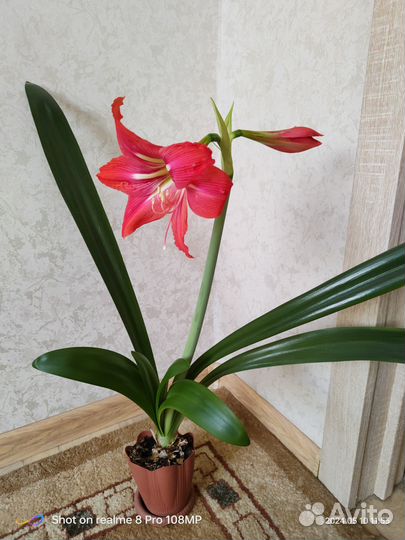 Гиппеаструм