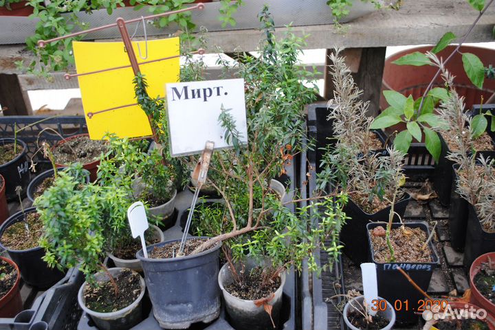 Лимонник, мирт, куркума, маклюра, азимина, гинкго