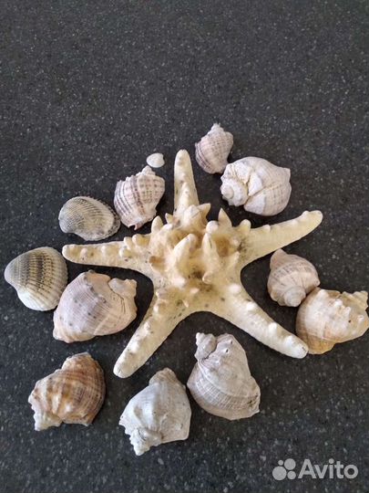 Ракушки Мирские