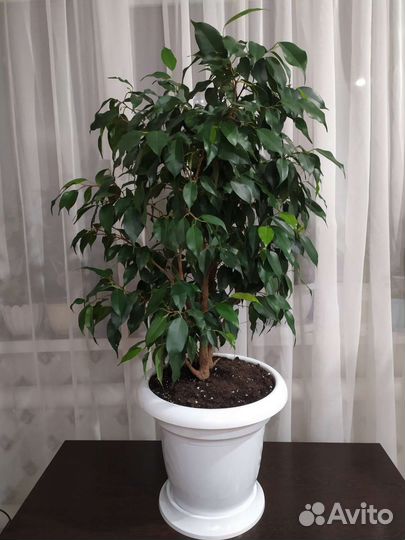 Фикус бенджамина большой