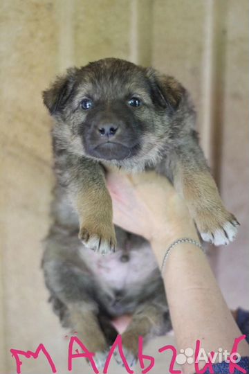 Щенки 1, 5 месяца в добрые руки