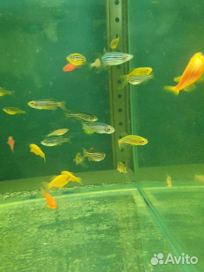 Аквариумные рыбки
