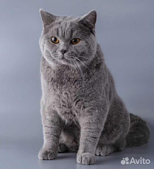 Вязка британец