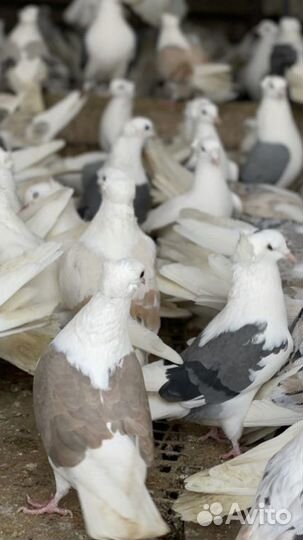 Бойные голуби из Армении, кудули