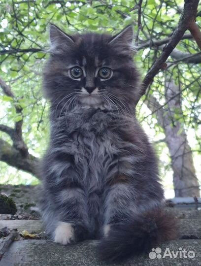 Кошка в дар