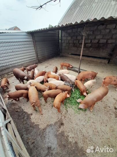 Продам поросят
