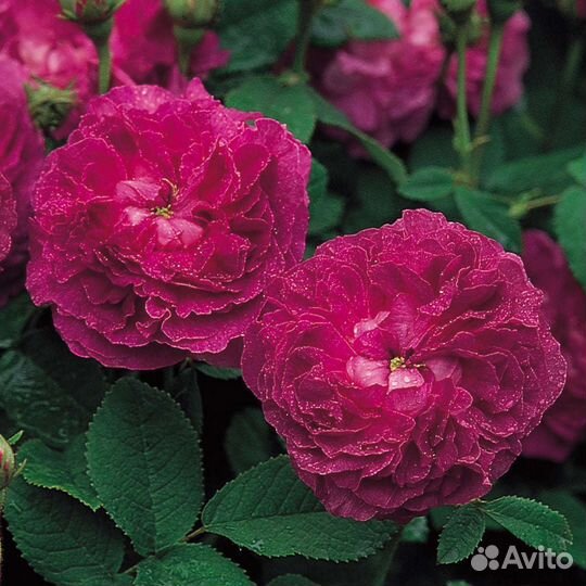 Саженцы роз оптом