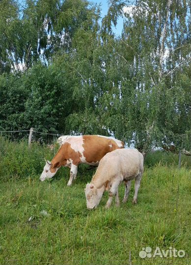 Коровы продажа