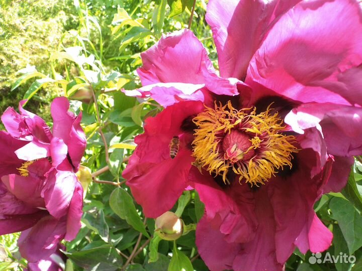 Пион древовидный