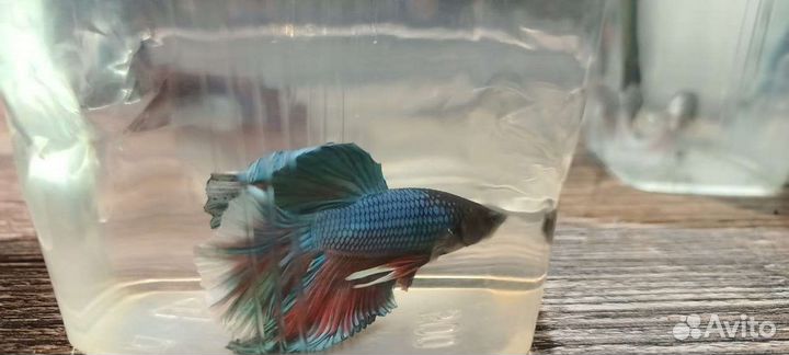 Петушок рыбка в ассоpтимeнте