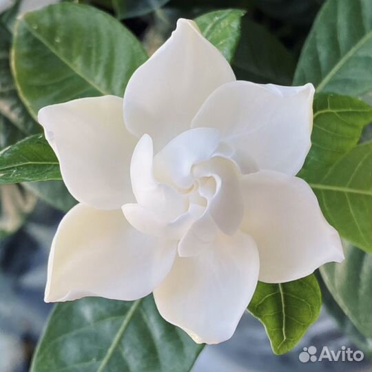 Гардения жасминовидная