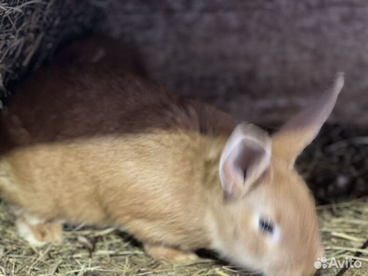 Кролики на развод породы разные