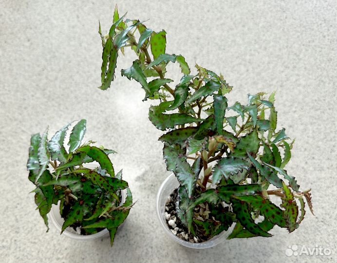 Бегония Амфиоксус