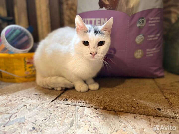 Кошечка Соня