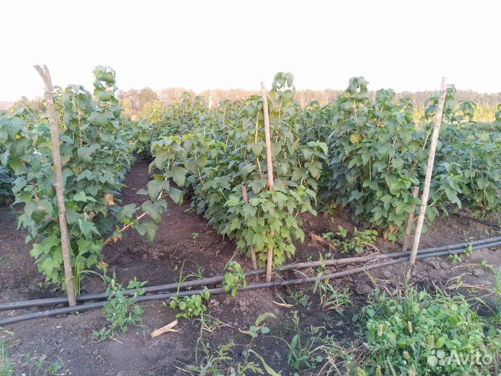 Саженцы черной смородины