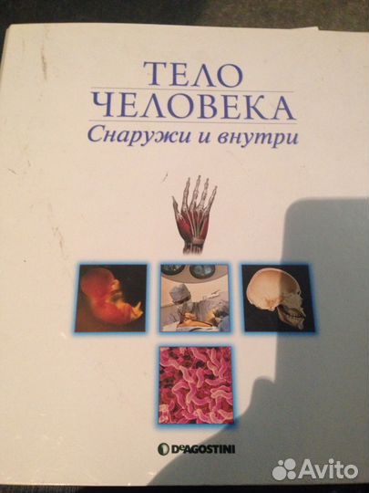 Тело человека