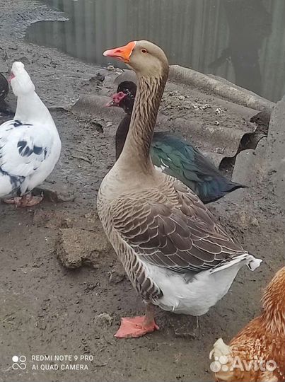 Утки муларды