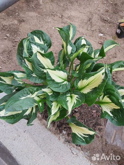 Хосты разных сортов