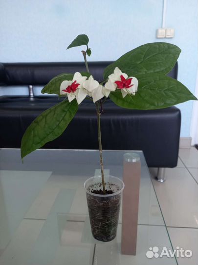 Клеродендрум Томпсона