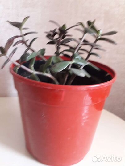 Толстянка , денежное дерево