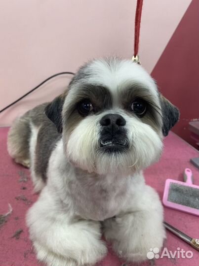 Стрижка собак и кошек, тримминг