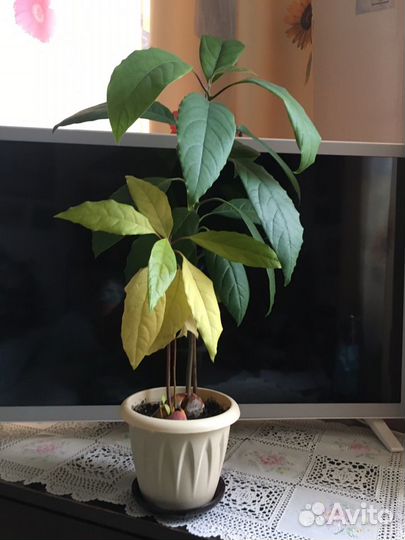 Растение Авокадо