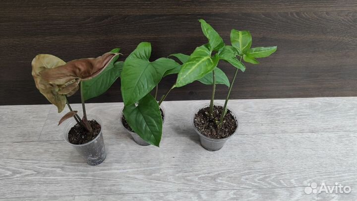 Сингониумы