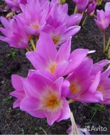 Луковицы безвременника