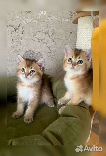 Британская шиншилла