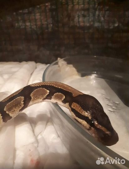 Аквариум с королевской змеёй