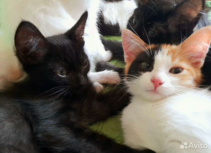 Солнечная девочка 2 мес. Котенок. Три цвета