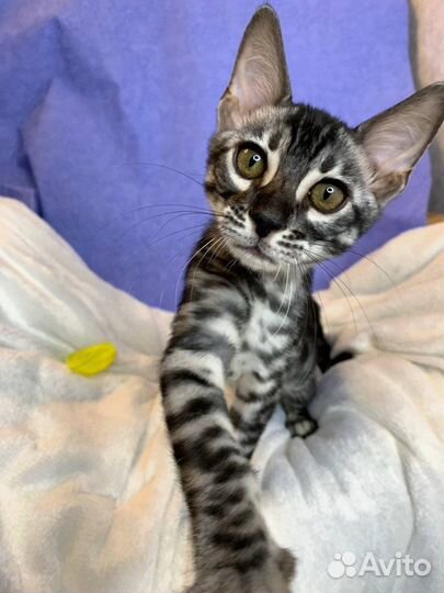 Шикарный бенгальский мальчик Угольное Серебро