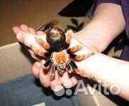 Пауки птицееды