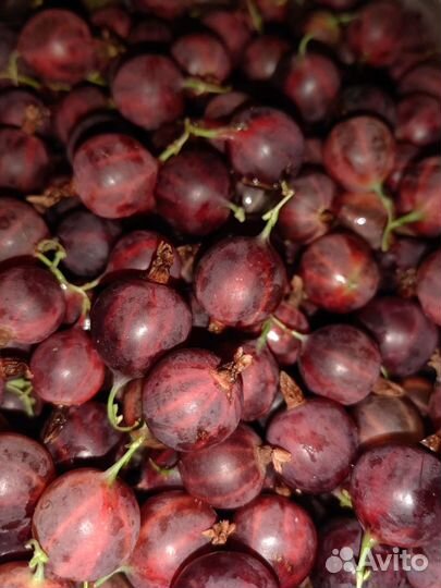 Крыжовник сладкий в наличии 10 литров