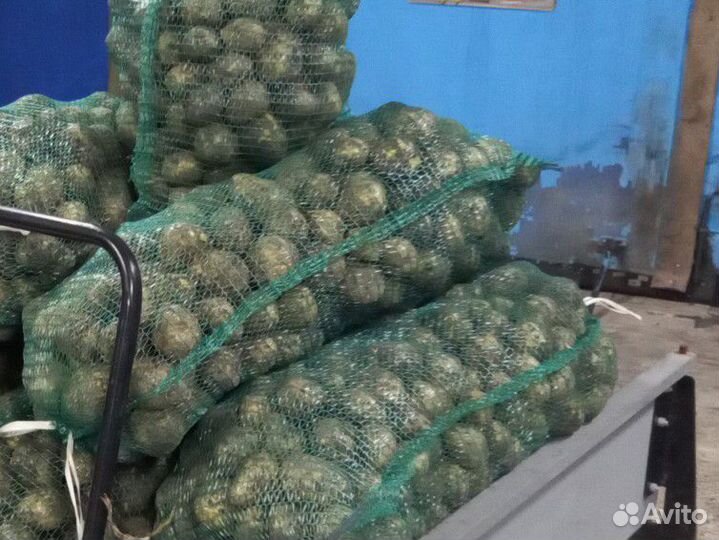 Картофель продаю свое