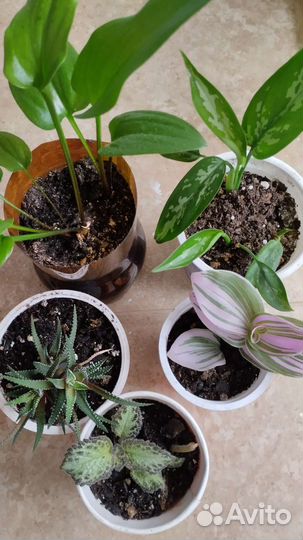 Комнатные цветы