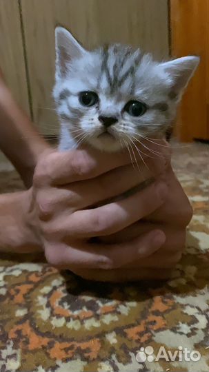 Шотландская
