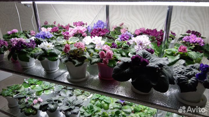 Сортовые фиалки