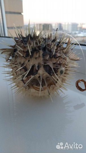 Чучело рыбы