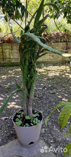 Кактус опунция