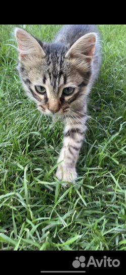Отдам в хорошие руки котенка мальчик 3 мес