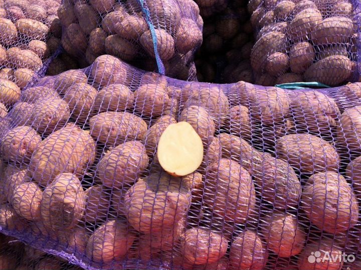 Картофель оптом