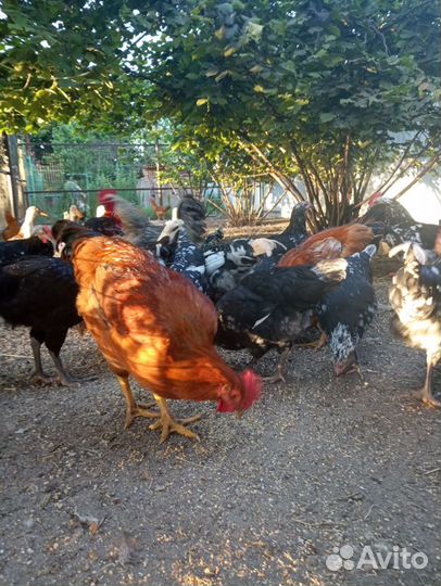 Молодые петухи и утки