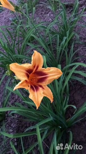 Лилейник, многолетник