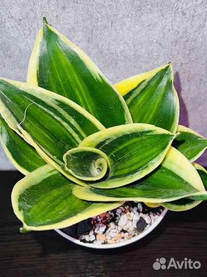 Сансевиерия Ханни Пагода Стриата