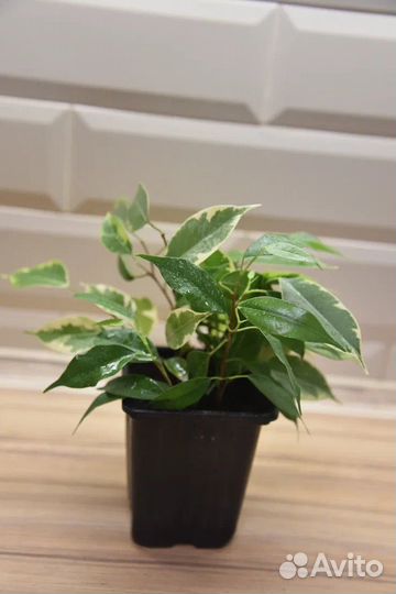 Фикус бенджамина пестролистный