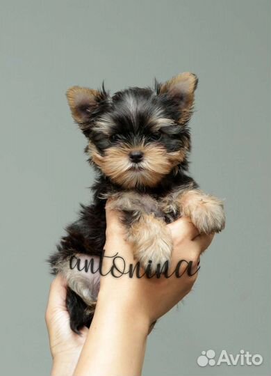 Мини девочки