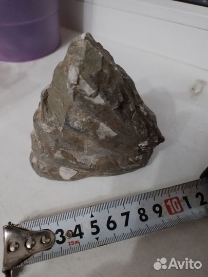 Окаменелость Аммонит Фрагмент Крупный